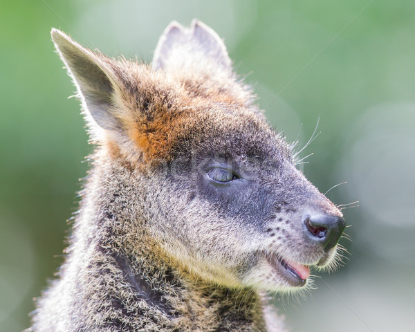 Kangaroo: Wallaby close-up portrait Stock photo © michaklootwijk