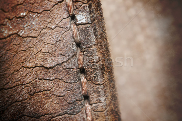 Close-up of old stiches in leather Stock photo © michaklootwijk