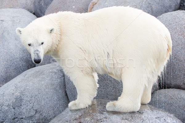 Close-up of a polarbear (icebear) Stock photo © michaklootwijk