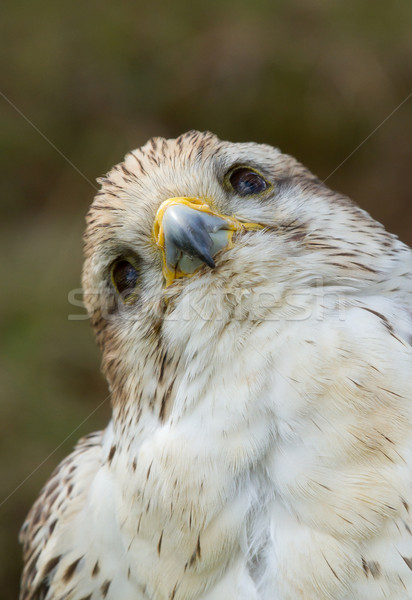 クローズアップ ハヤブサ 鳥 自由 動物 無料 ストックフォト © michaklootwijk