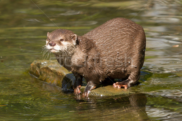 A wet otter Stock photo © michaklootwijk
