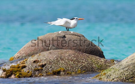 Royal Tern (Thalasseus maximus maximus) Stock photo © michaklootwijk