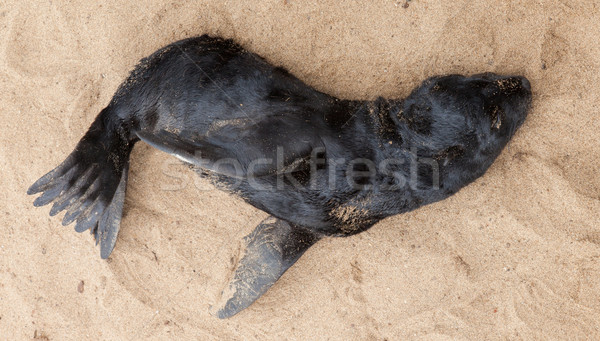 Blană sigila trece Namibia mare ocean Imagine de stoc © michaklootwijk