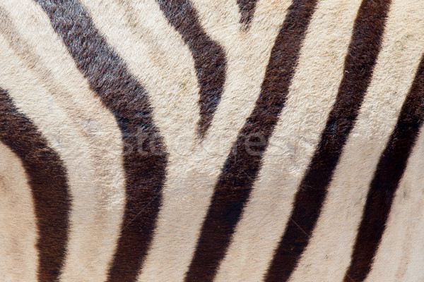 Burchells zebra (Equus Burchelli), close-up Stock photo © michaklootwijk