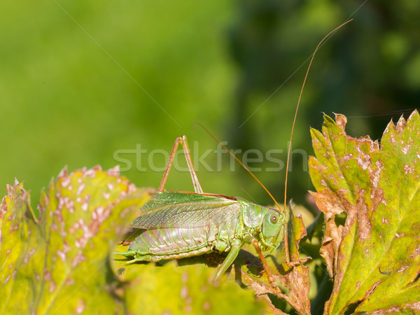 Green grasshoper in a garden Stock photo © michaklootwijk