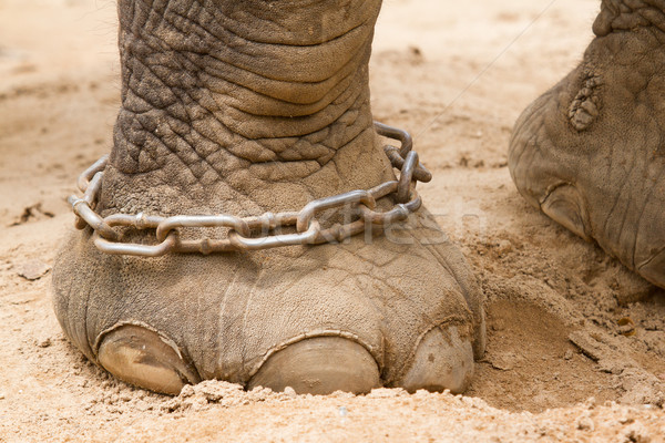 Hobbled foot of a working Indian Elephant  Stock photo © michaklootwijk