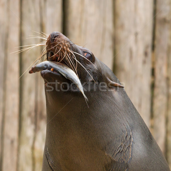 South American Sea Lion (Otaria flavescens) Stock photo © michaklootwijk