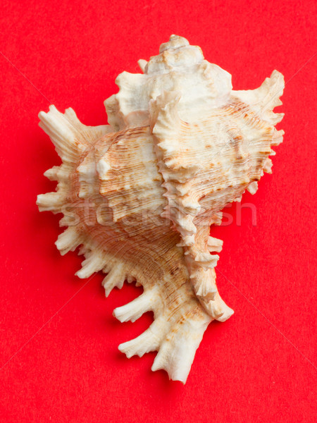 Zee shell rode zee Rood achtergrond witte Stockfoto © michaklootwijk