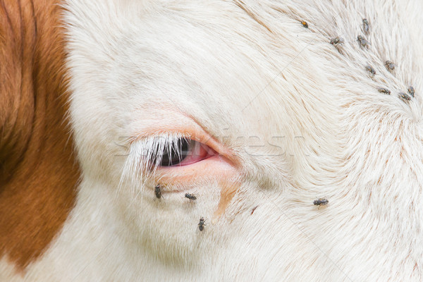 Stock photo: Troublesome flies in the cow's eye