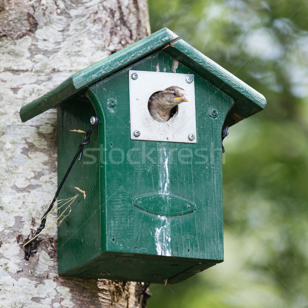 Jungen Spatz Sitzung grünen Haus Baum Stock foto © michaklootwijk
