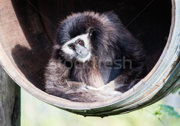 White handed gibbon sitting in a barrel Stock photo © michaklootwijk