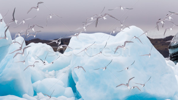 Birdlife in Jokulsarlon, a large glacial lake in Iceland Stock photo © michaklootwijk
