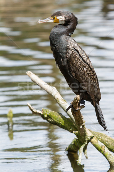 Stock photo: Cormorant in it's natural habitat