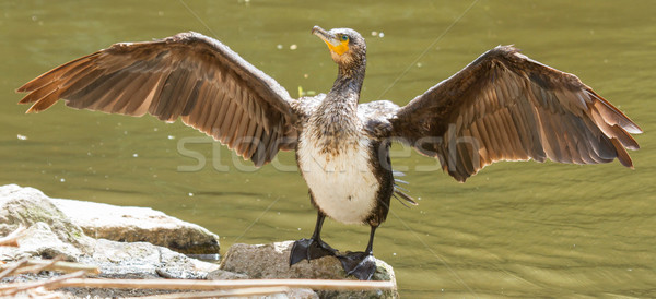 Cormorant drying it's wings Stock photo © michaklootwijk