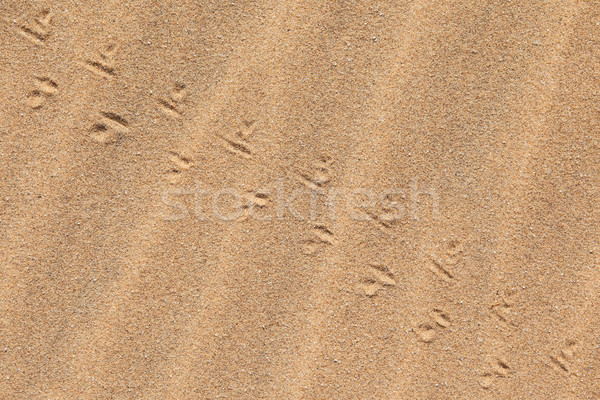 Lizard tracks across the sand Stock photo © michaklootwijk