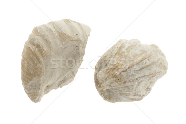 Two old fossils Stock photo © michaklootwijk