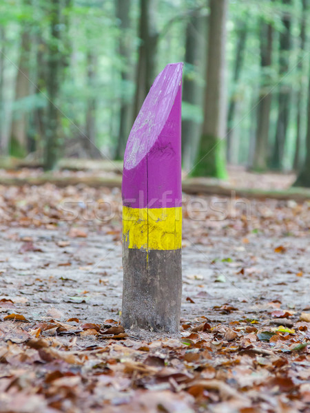 Stock photo: Painted marking in a dutch forrest