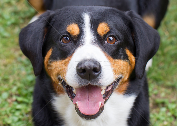 Young Sennenhund, close-up Stock photo © michaklootwijk