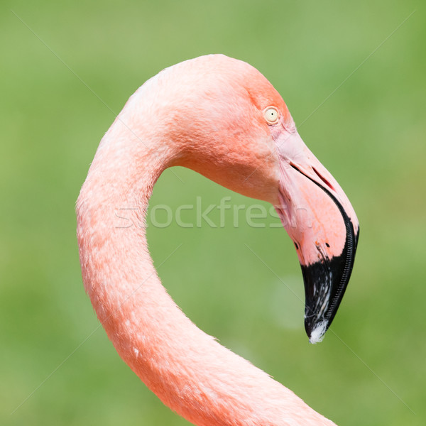 Pink flamingo close-up Stock photo © michaklootwijk