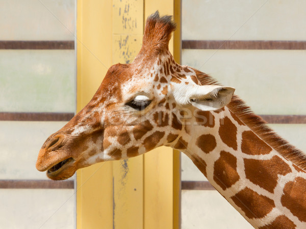 Giraffe, Giraffa Camelopardalis Eating Stock photo © michaklootwijk