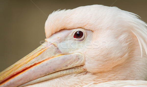 Adult pelican resting Stock photo © michaklootwijk