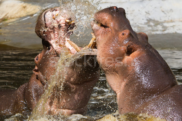 Two fighting hippos (Hippopotamus amphibius) Stock photo © michaklootwijk
