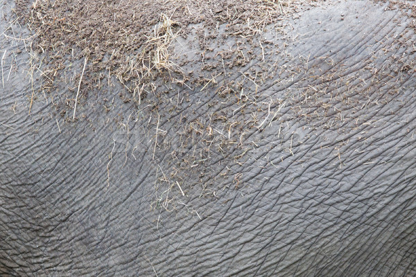 Elephant skin texture abstract background Stock photo © michaklootwijk