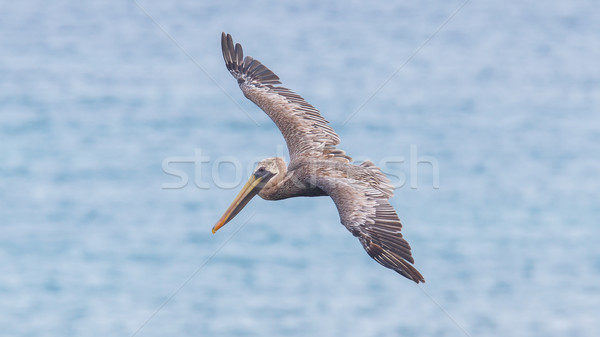 Stock photo: Brown pelican (Pelecanus occidentalis)