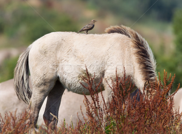 Bird sitting on Konik horse Stock photo © michaklootwijk