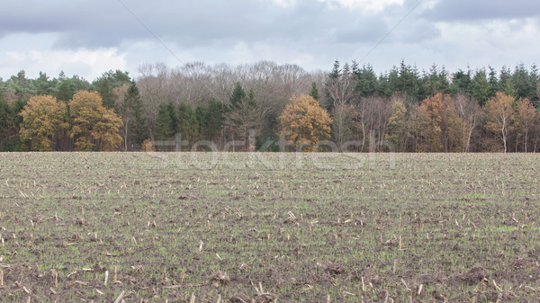 Cultivated field in the Netherlands Stock photo © michaklootwijk