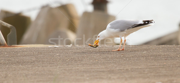 A seagull is eating crab Stock photo © michaklootwijk