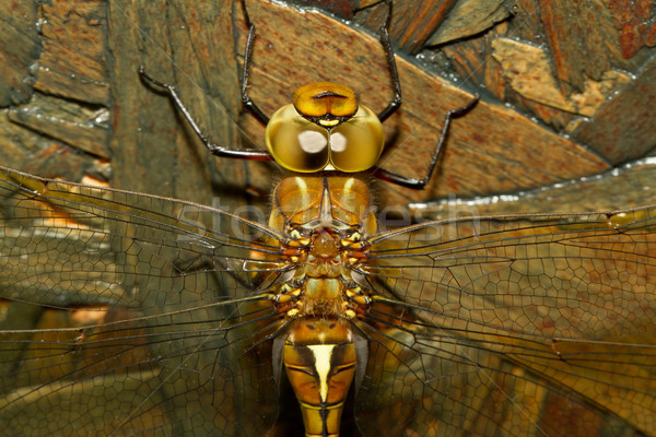 A close-up of a dragonfly Stock photo © michaklootwijk