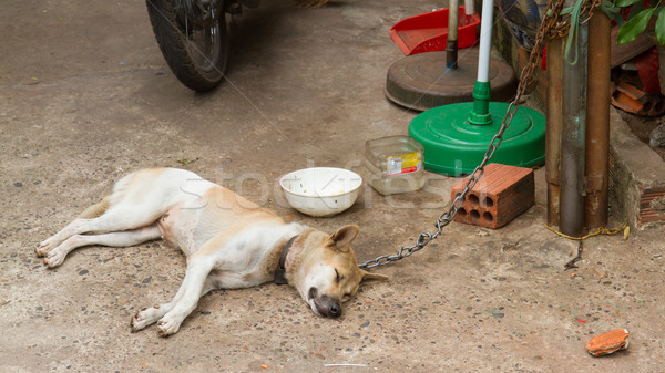 Stock photo: Dog on chain with lock, prevention from stealing for consumption