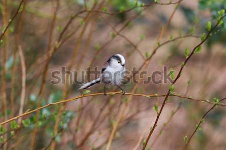 Long tailed tit (Aegithalos caudatus) Stock photo © michaklootwijk