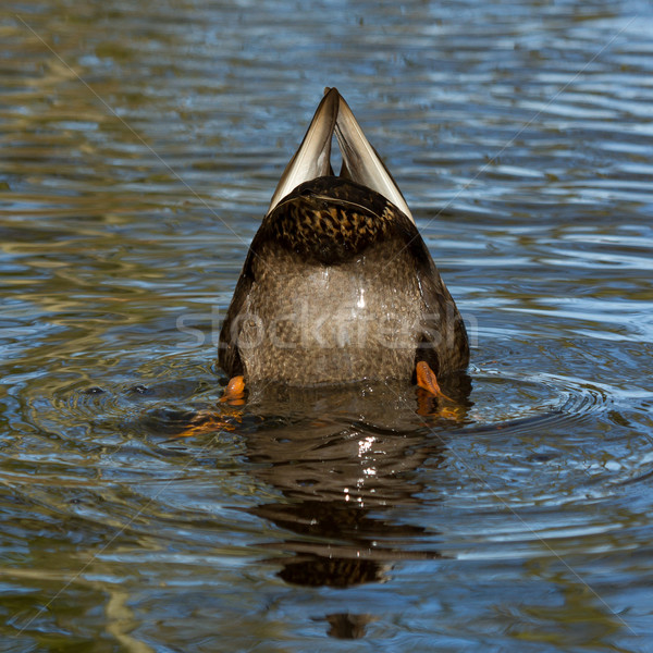 A duck is eating Stock photo © michaklootwijk