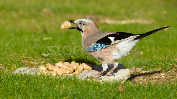Vogel eten pinda voedsel gezicht schoonheid Stockfoto © michaklootwijk