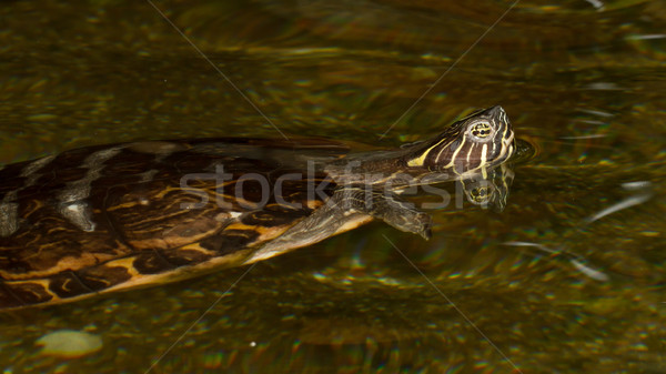 Teich Schwimmen Gesicht funny Unterwasser Stock foto © michaklootwijk