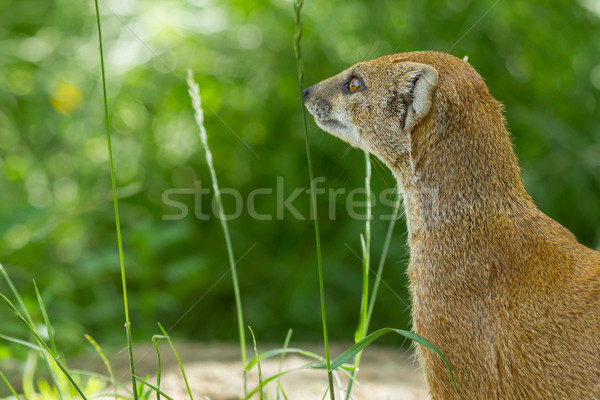 Close-up of a yellow mongoose (cynictis penicillata) Stock photo © michaklootwijk