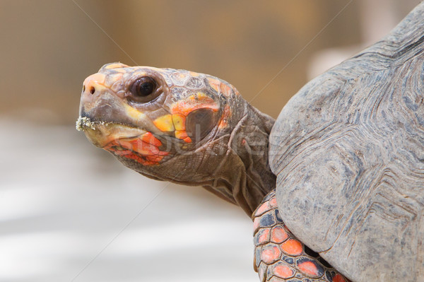 Cherry head red foot tortoise Stock photo © michaklootwijk