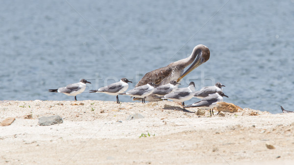 Brown pelican (Pelecanus occidentalis) sitting between Laughing  Stock photo © michaklootwijk