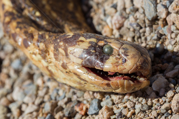 Stock photo: Roadkill - Horned Adder snake on a gravel road