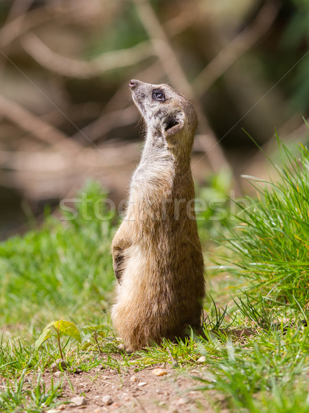 Porträt ansehen grünen Gras Augen Natur Haar Stock foto © michaklootwijk