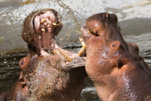 Twee vechten nijlpaard water mond rivier Stockfoto © michaklootwijk
