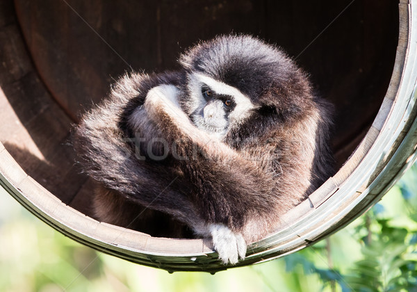 White handed gibbon sitting in a barrel Stock photo © michaklootwijk