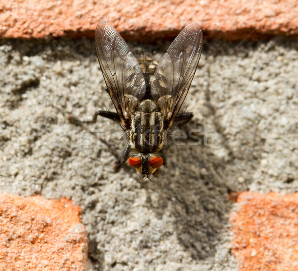 A fly on a brick wall Stock photo © michaklootwijk