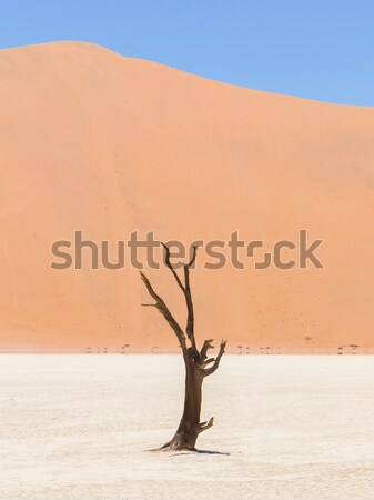 Lonely dead acacia tree in the Namib desert Stock photo © michaklootwijk