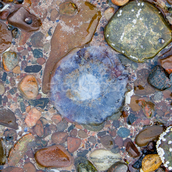 Small jellyfish on a beach Stock photo © michaklootwijk