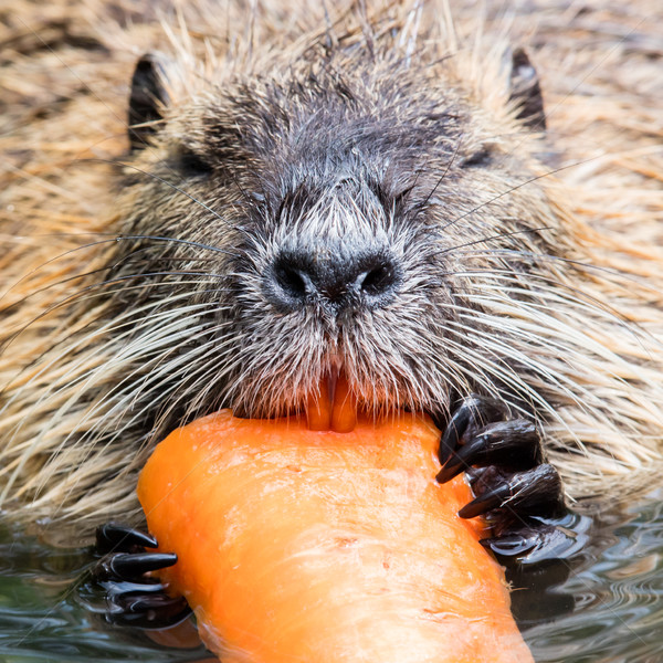 Coypu is eating Stock photo © michaklootwijk