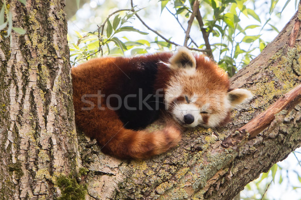 Red panda napping Stock photo © michaklootwijk