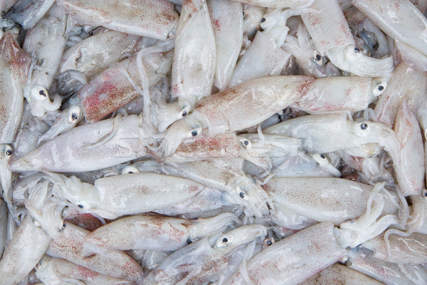 Stock photo: Fresh squid in the market 